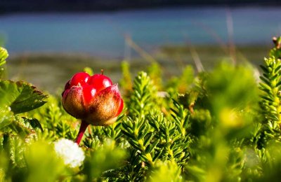 Växter i samisk tradition