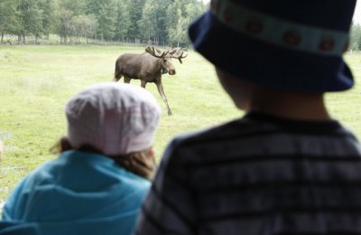 Möt Skogens Konung i Älgparken – vuxen