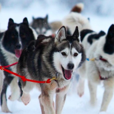 Åk hundspann